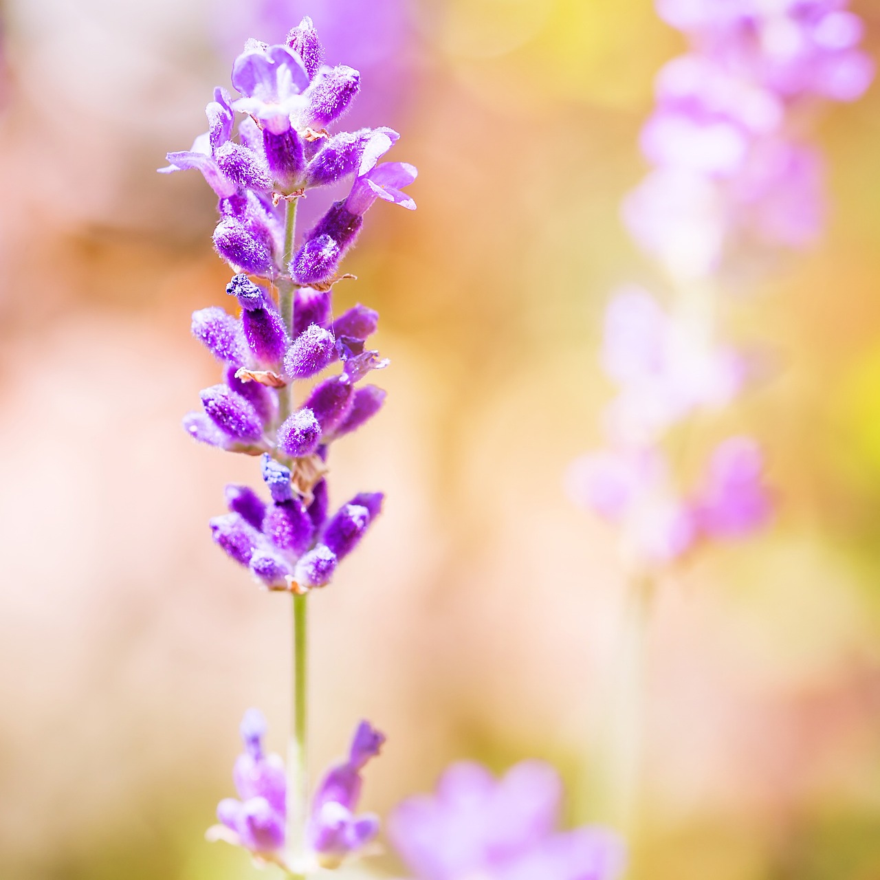 How to Make Your Own Natural Deodorizing Spray